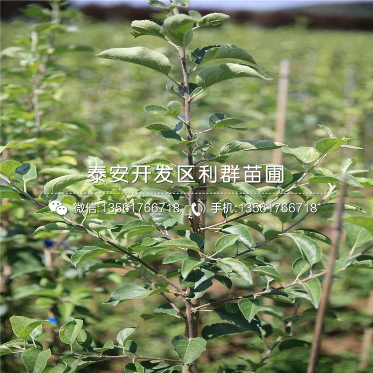 錦繡海棠苗出售價格、錦繡海棠苗多少錢一棵