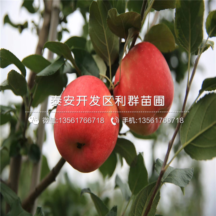 123蘋果苗、123蘋果苗出售價(jià)格