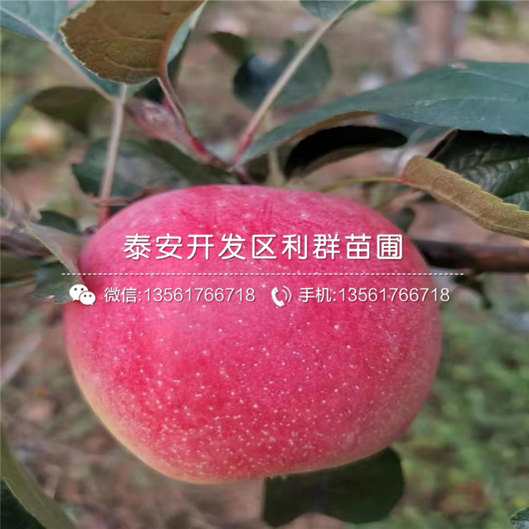 哪里有黑鉆蘋(píng)果苗批發(fā)、黑鉆蘋(píng)果苗多少錢(qián)一棵