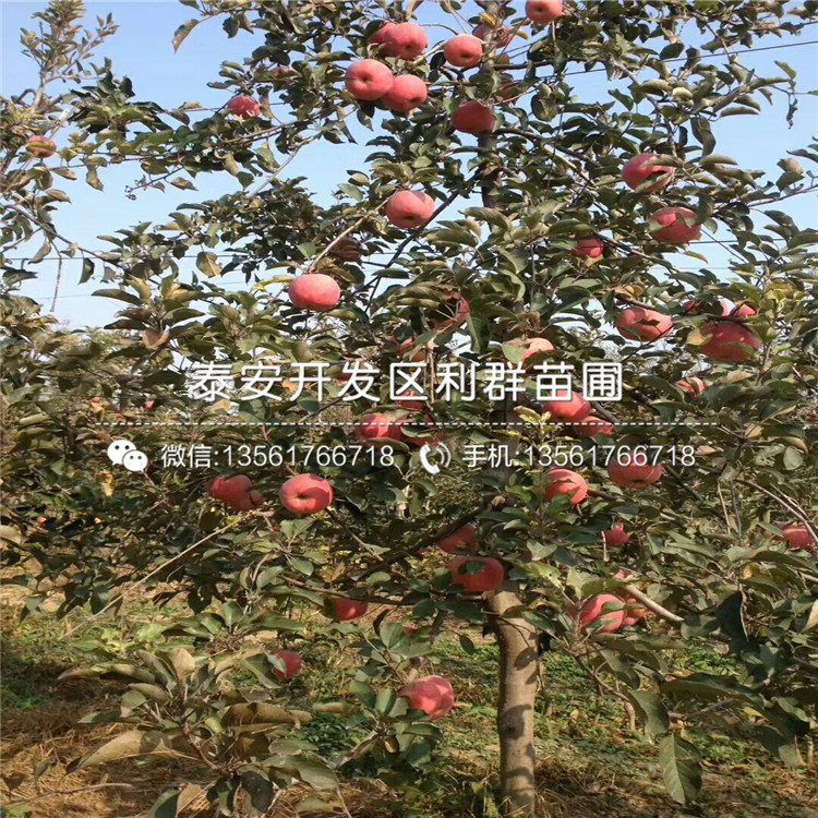 秦冠蘋果樹苗報(bào)價(jià)、秦冠蘋果樹苗多少錢一棵