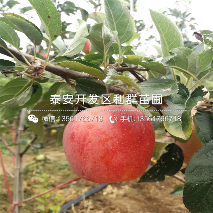 秦冠蘋果苗批發(fā)價格、秦冠蘋果苗多少錢一棵