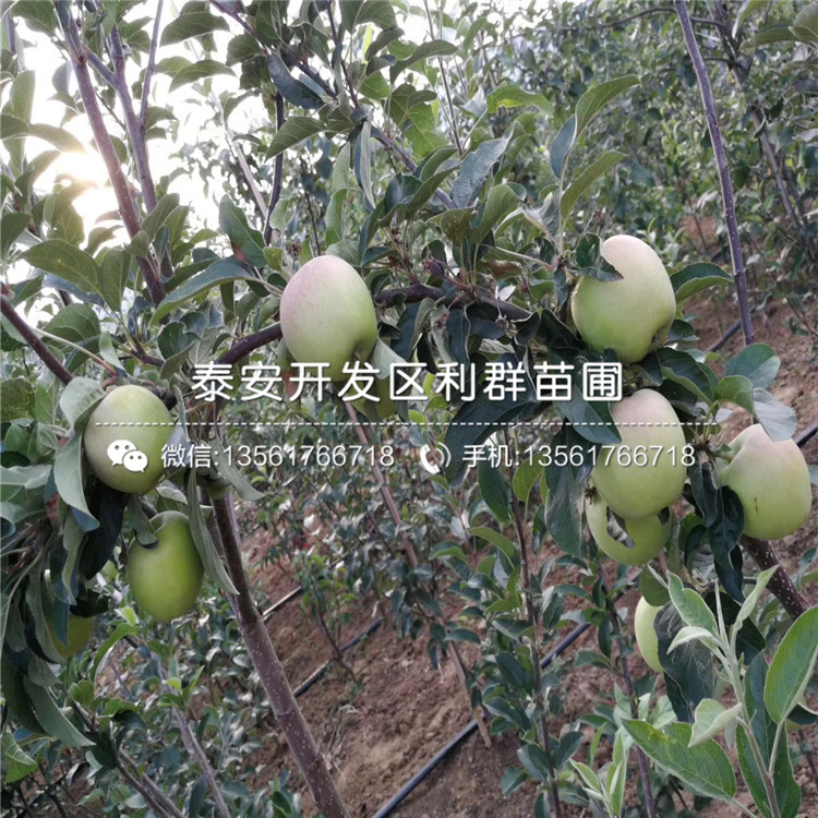 煙富10號蘋果樹苗