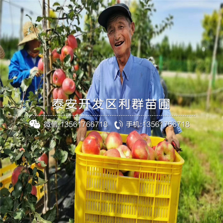 維納斯黃金蘋(píng)果樹(shù)苗哪里便宜、維納斯黃金蘋(píng)果樹(shù)苗價(jià)格是多少