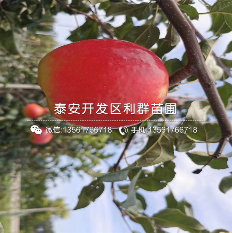 山東1公分紅富士蘋果樹苗、山東1公分紅富士蘋果樹苗價格及報價