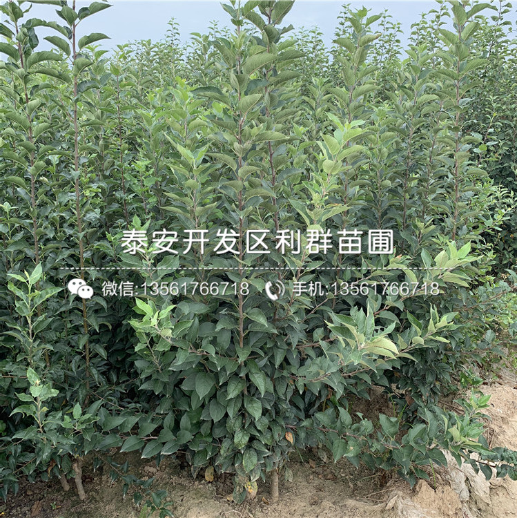 泰山早霞蘋果樹苗批發(fā)價(jià)格、2019年泰山早霞蘋果樹苗價(jià)格