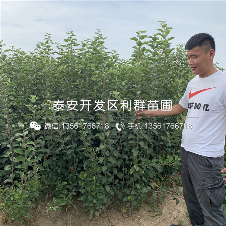 山東蘋(píng)果苗出售、山東蘋(píng)果苗基地