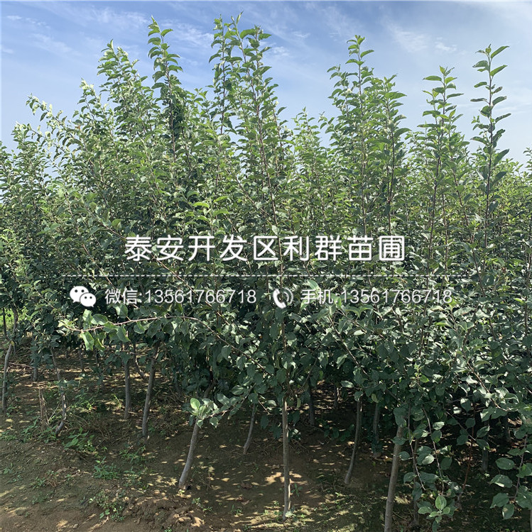 糖心蘋果樹苗批發、2019年糖心蘋果樹苗價格