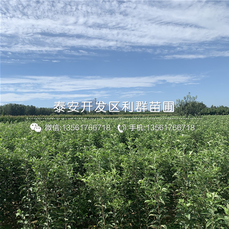 3公分華碩蘋果苗、3公分華碩蘋果苗多少錢