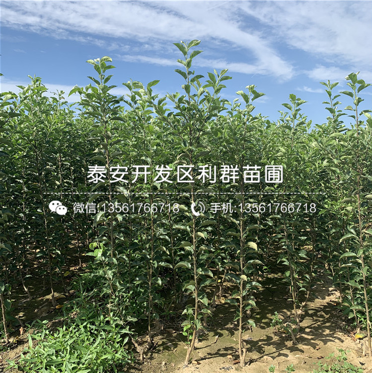 秦冠蘋果樹苗報(bào)價(jià)、秦冠蘋果樹苗多少錢一棵