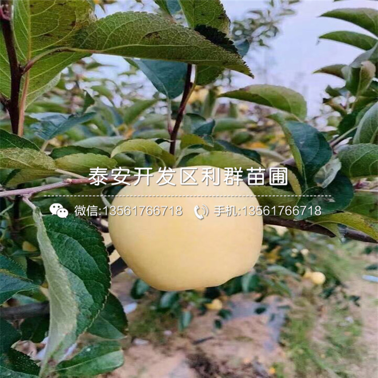 早紅嘎啦蘋果樹苗品種介紹、早紅嘎啦蘋果樹苗多少錢一棵