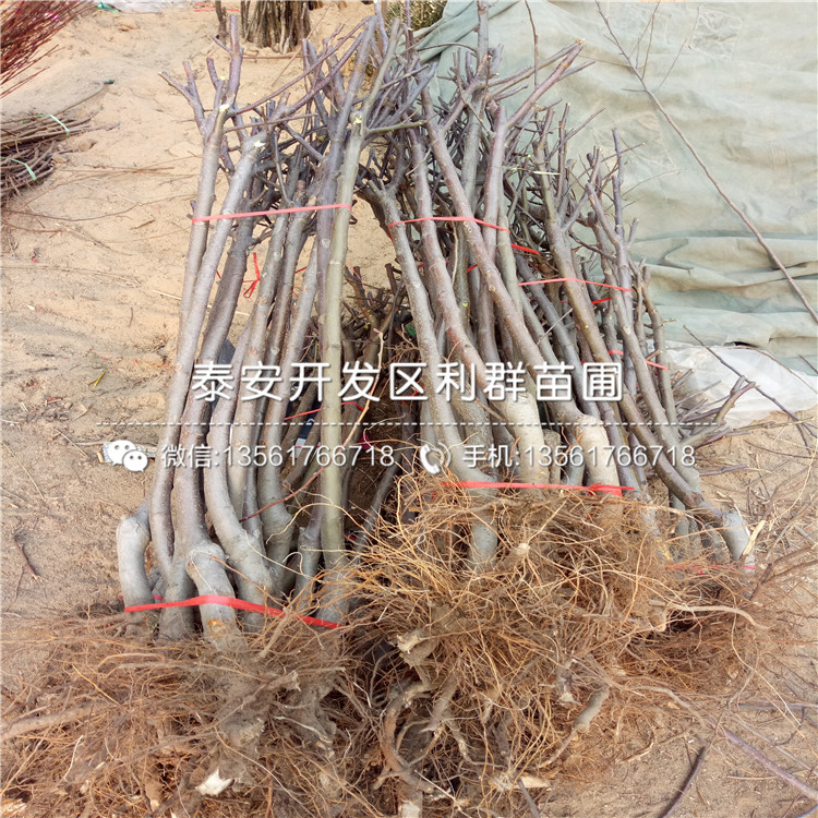 2公分蘋果苗品種、2公分蘋果苗價(jià)格及報(bào)價(jià)