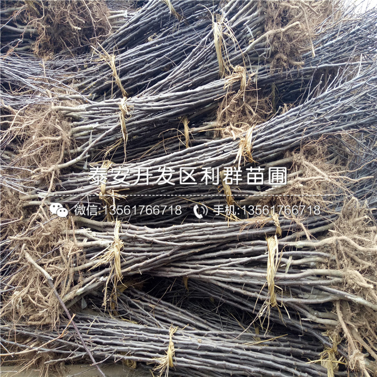 潤太一號柱狀蘋果苗價(jià)格、潤太一號柱狀蘋果苗多少錢一棵