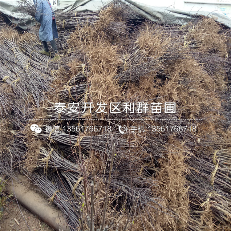 早紅嘎啦蘋果樹苗品種介紹、早紅嘎啦蘋果樹苗多少錢一棵