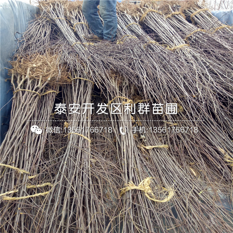 5公分蘋果苗、5公分蘋果苗多少錢