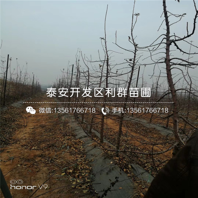 矮化砧蘋(píng)果苗多少錢(qián)、2019年矮化砧蘋(píng)果苗價(jià)格