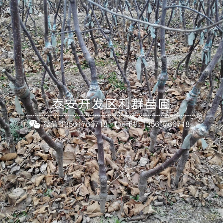 藤木一號(hào)蘋(píng)果樹(shù)苗價(jià)格、藤木一號(hào)蘋(píng)果樹(shù)苗基地