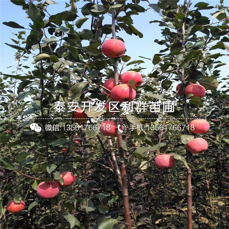5公分蘋果苗、5公分蘋果苗多少錢