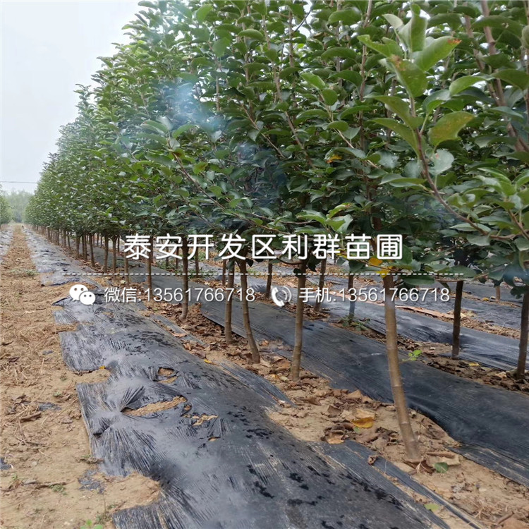 中秋王蘋果樹苗批發(fā)價(jià)格、2019年中秋王蘋果樹苗價(jià)格