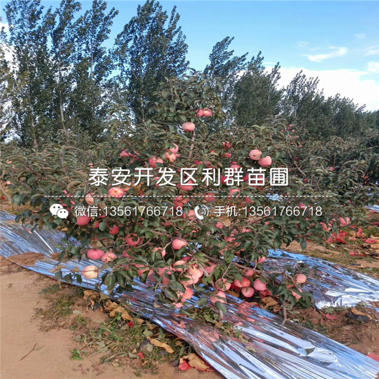 紅蜜脆蘋果樹苗報(bào)價、紅蜜脆蘋果樹苗價格