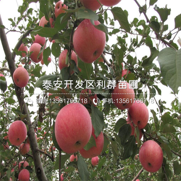 弘前富士蘋果樹(shù)苗、弘前富士蘋果樹(shù)苗多少錢