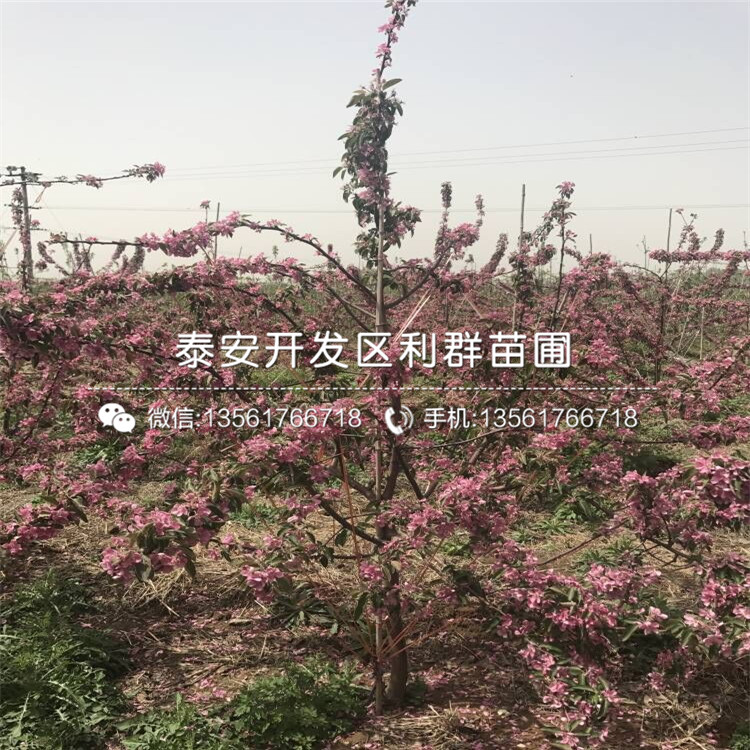 紅蜜脆蘋果樹苗批發(fā)、紅蜜脆蘋果樹苗價格