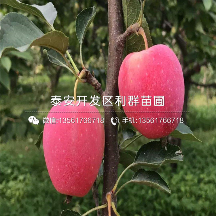 紅蜜脆蘋果樹苗批發(fā)、紅蜜脆蘋果樹苗價格