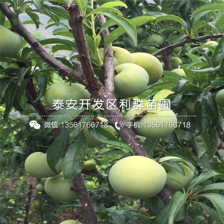 紅貴陽(yáng)李子樹(shù)苗、紅貴陽(yáng)李子樹(shù)苗價(jià)位