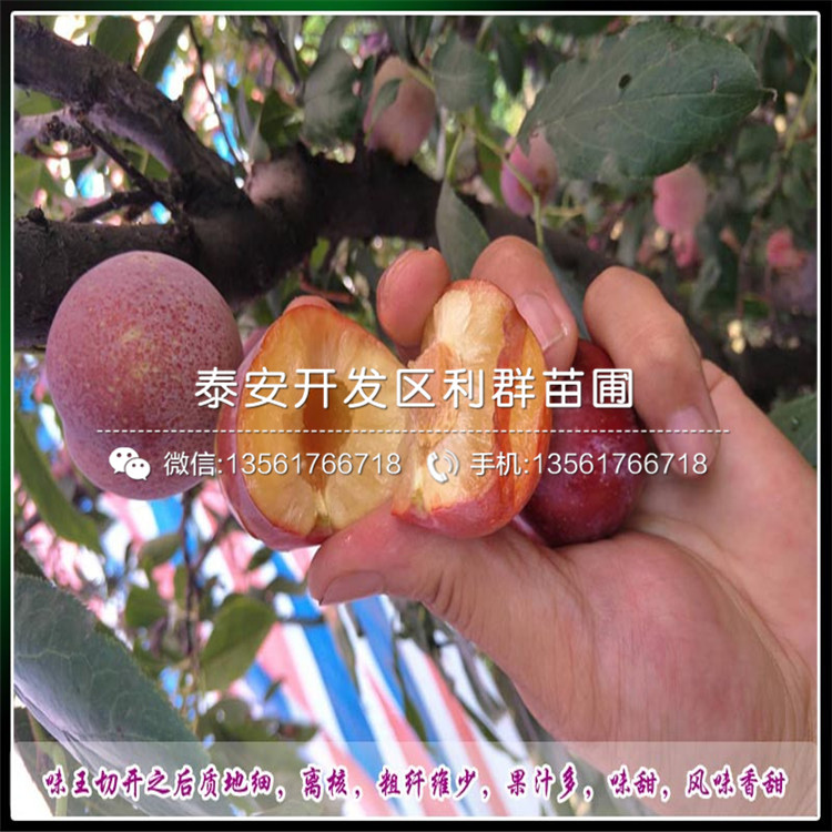 5公分李子樹(shù)苗、5公分李子樹(shù)苗價(jià)格及報(bào)價(jià)