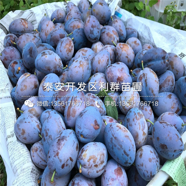 2019年冰脆李子苗、冰脆李子苗價格多少