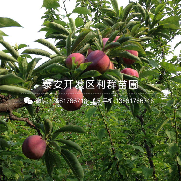 山東黃金奈李子樹苗、山東黃金奈李子樹苗基地