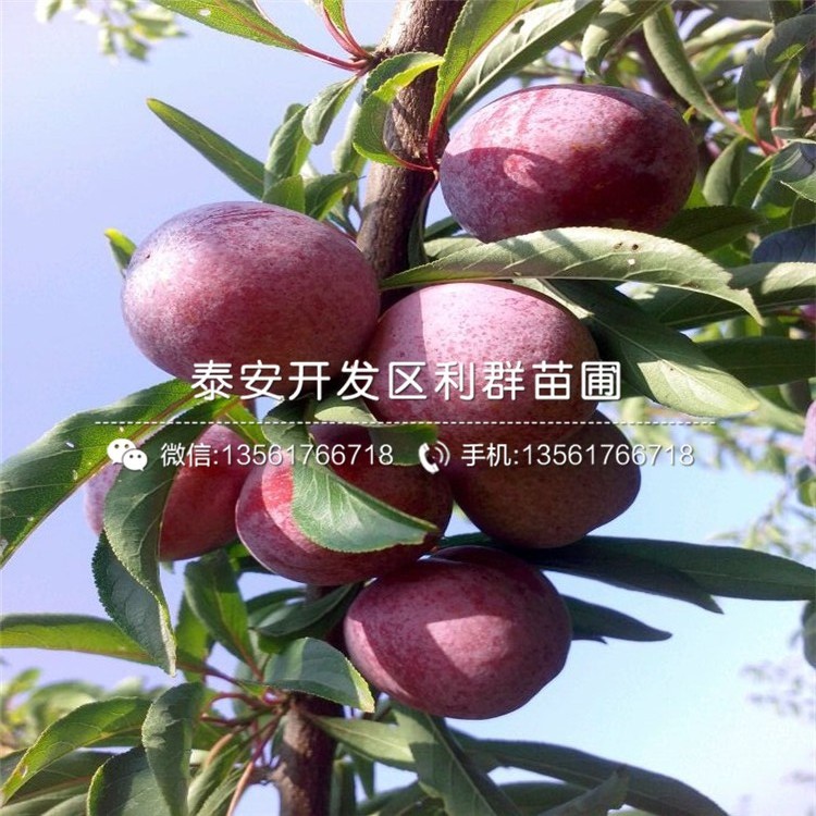 哪里有味王李子苗批發(fā)、味王李子苗多少錢一棵