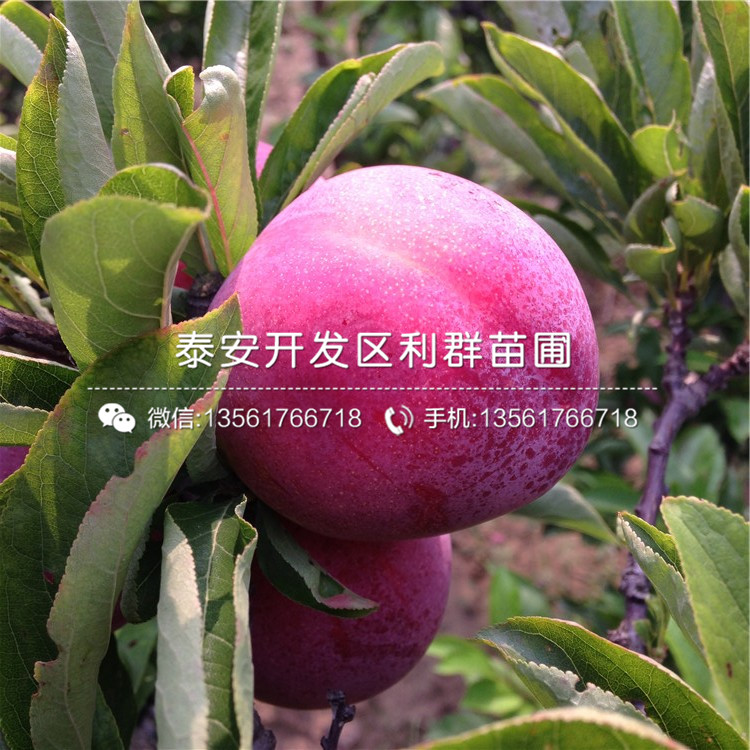 2019年大紅李子樹苗報(bào)價(jià)、大紅李子樹苗多少錢一棵