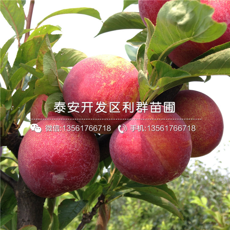 幸運(yùn)李子樹苗、幸運(yùn)李子樹苗報(bào)價(jià)及價(jià)格