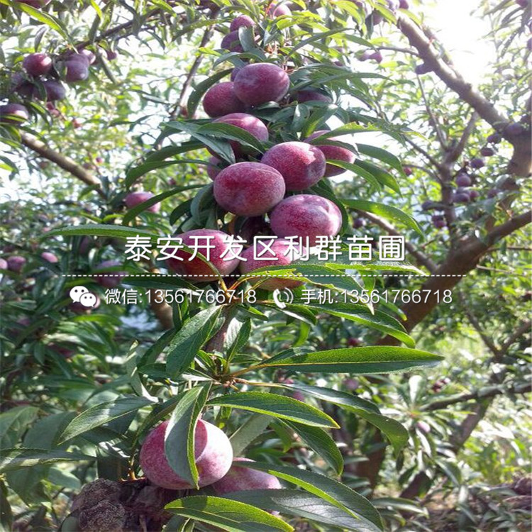 哪里有賣味王李子苗的、味王李子苗多少錢一棵