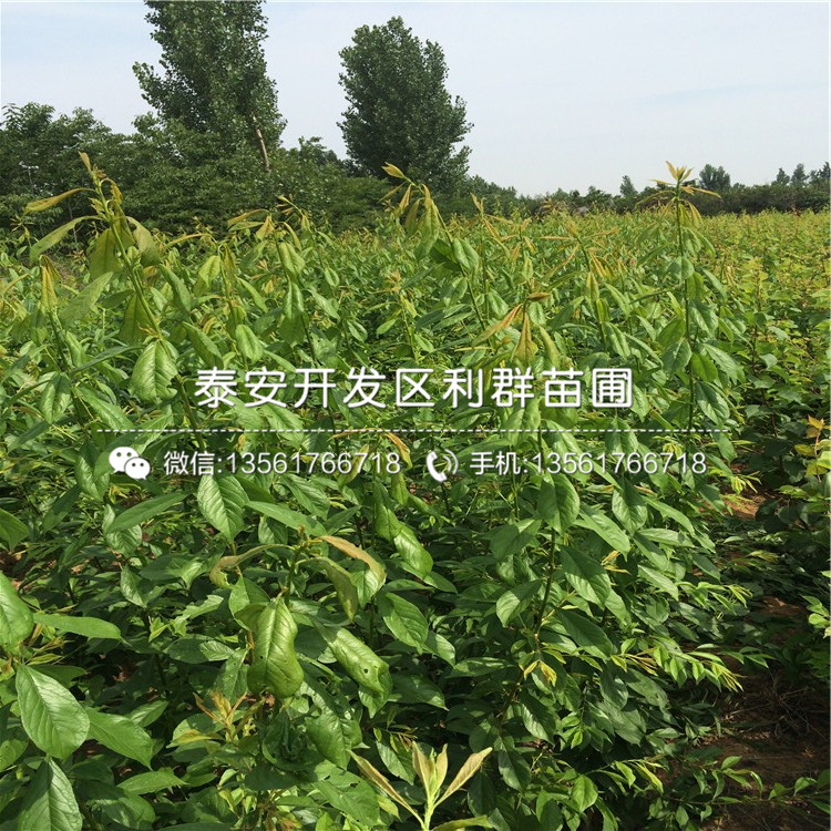 2019年大紅李子樹苗報(bào)價(jià)、大紅李子樹苗多少錢一棵