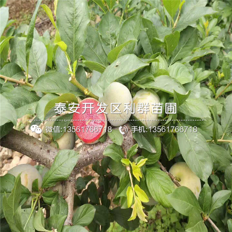 紅脆李子樹苗價格、紅脆李子樹苗基地