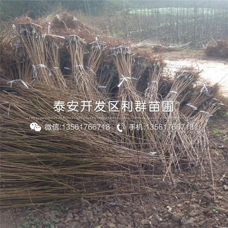 出售批發(fā)李子樹苗、批發(fā)李子樹苗多少錢一棵