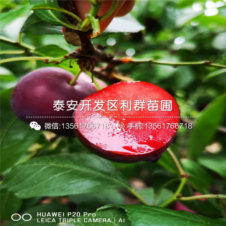 山東杏李樹苗、杏李樹苗多少錢一棵