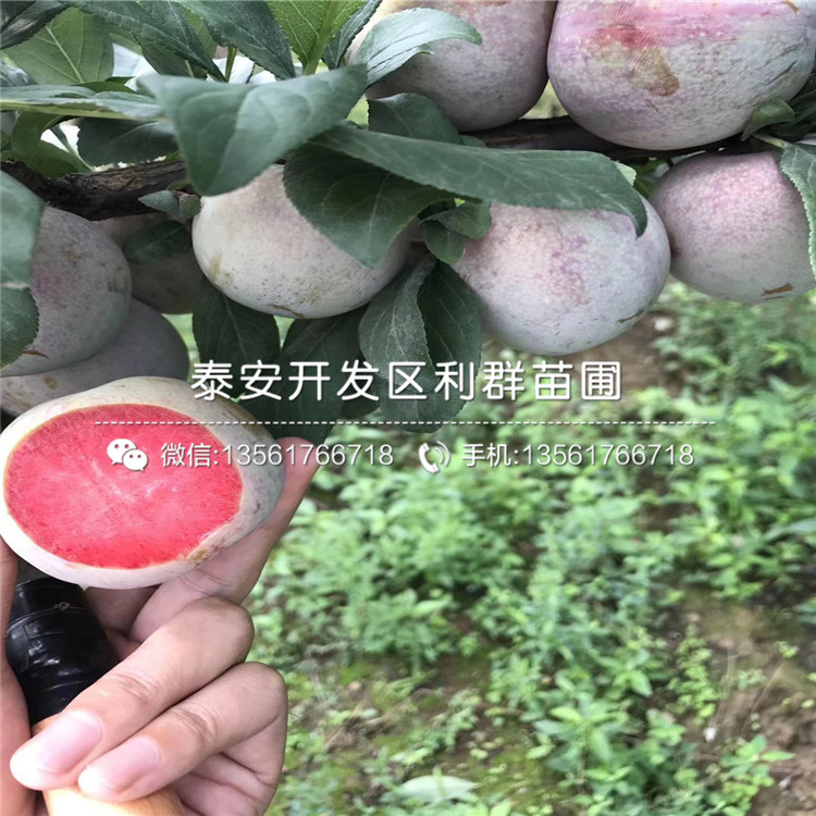 哪里有賣味王李子苗的、味王李子苗多少錢一棵
