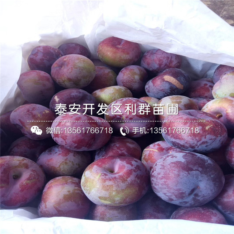 新品種李子樹苗、新品種李子樹苗批發(fā)基地