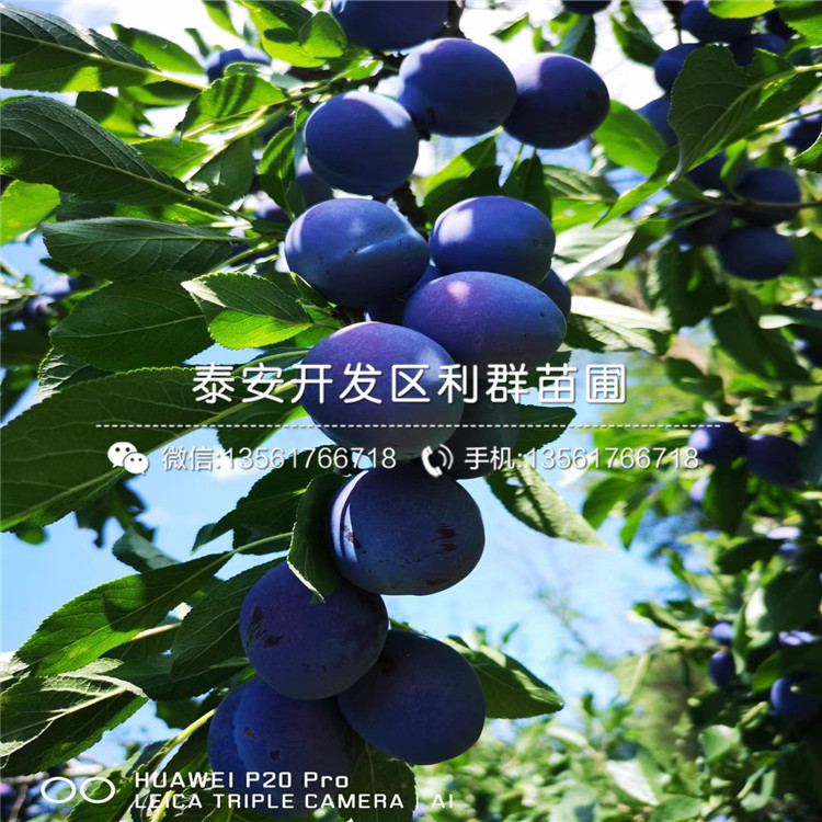 哪里有味王李子苗批發(fā)、味王李子苗多少錢一棵