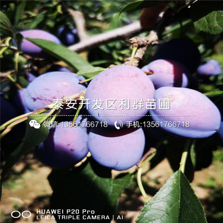 2019年5公分李子苗價(jià)格、5公分李子苗多少錢一棵