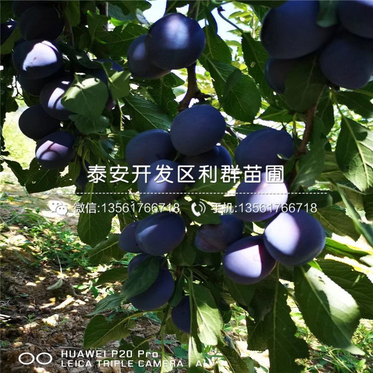 山東杏李樹苗、山東杏李樹苗報價及價格