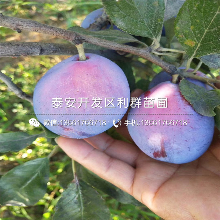 紫琥珀李子苗出售基地、紫琥珀李子苗價(jià)格及報(bào)價(jià)
