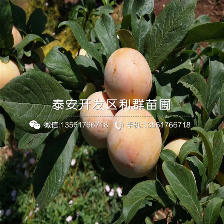 西梅藍(lán)蜜李子苗、西梅藍(lán)蜜李子苗批發(fā)價(jià)格