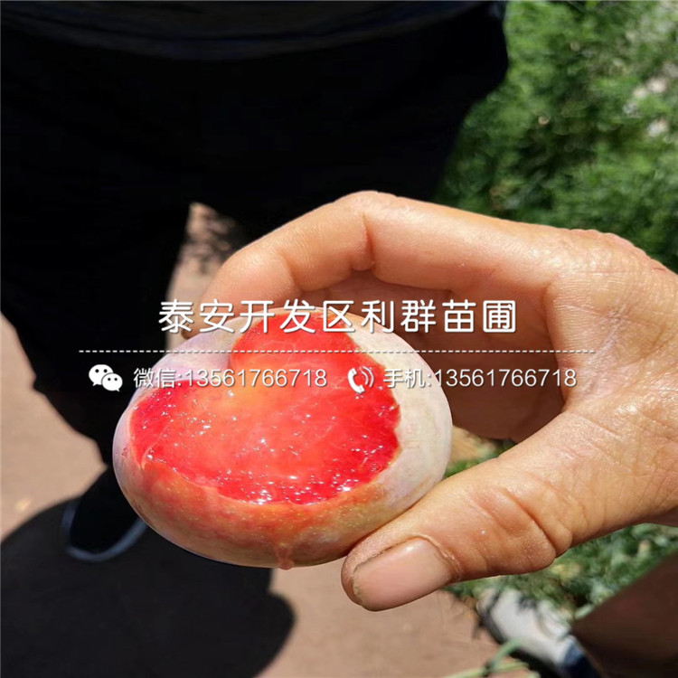 山東美國大紅李子苗、山東美國大紅李子苗新品種