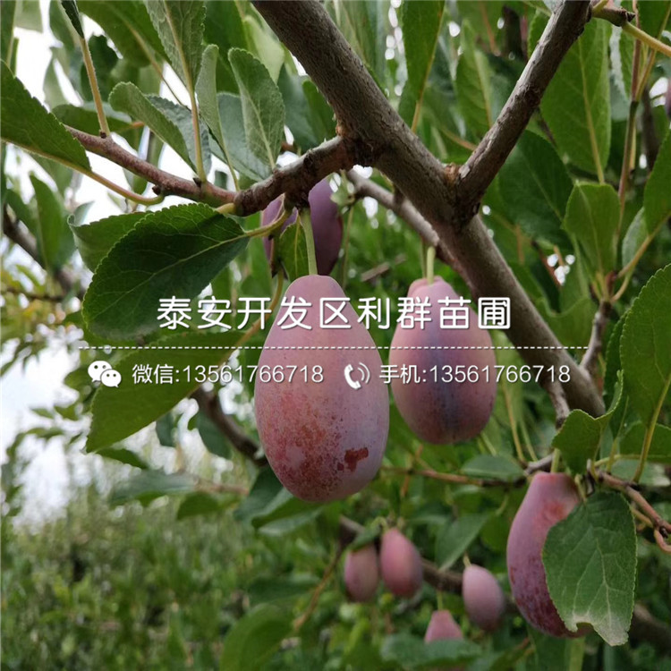黑布林李子樹苗價(jià)格、黑布林李子樹苗基地
