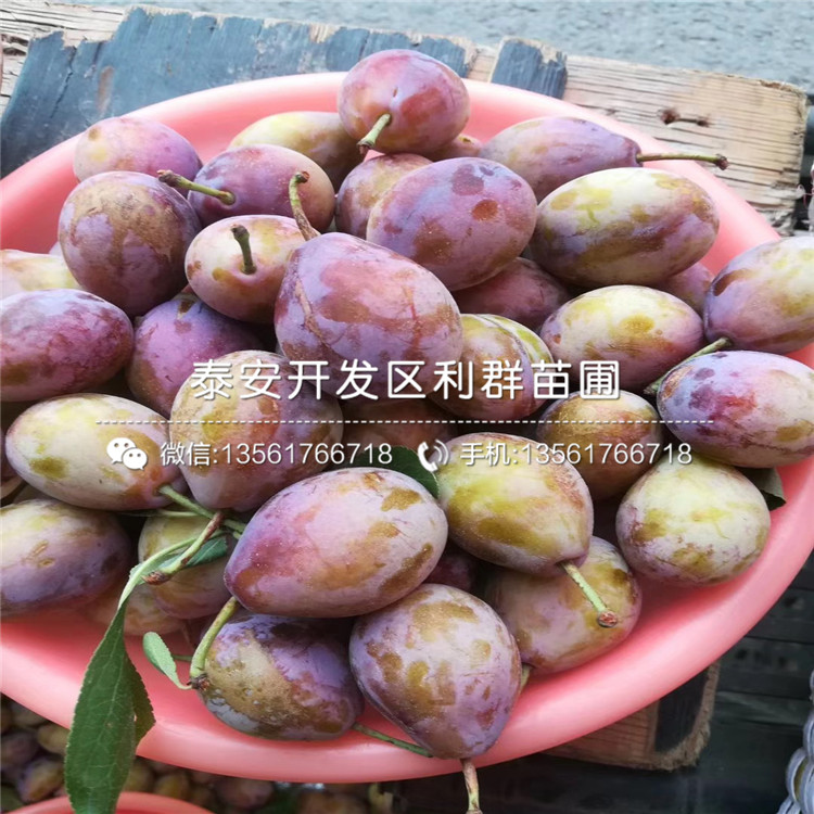 紅貴陽(yáng)李子樹(shù)苗、紅貴陽(yáng)李子樹(shù)苗價(jià)位