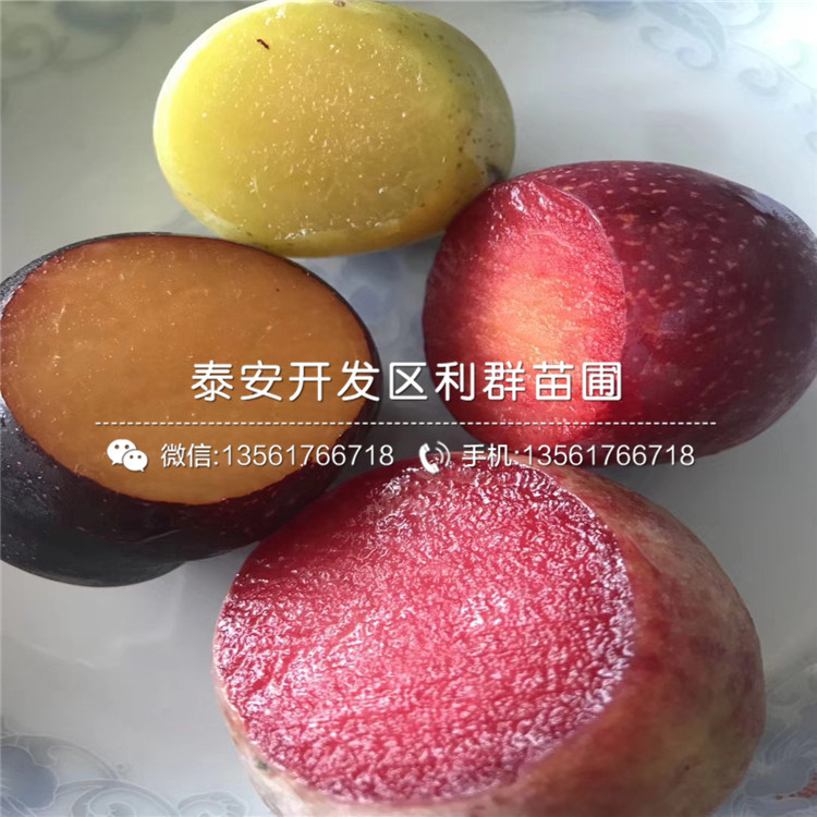 冰脆李子樹苗、冰脆李子樹苗批發(fā)價(jià)格