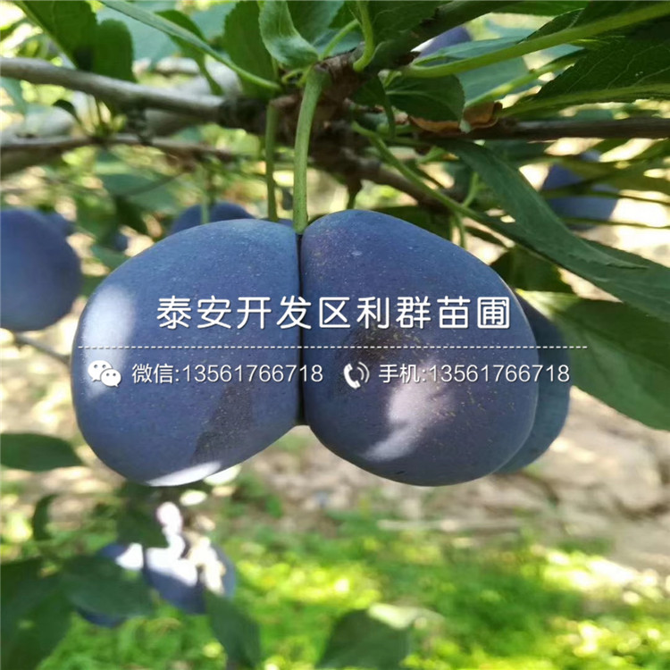 味厚李子苗出售基地、味厚李子苗多少錢一棵